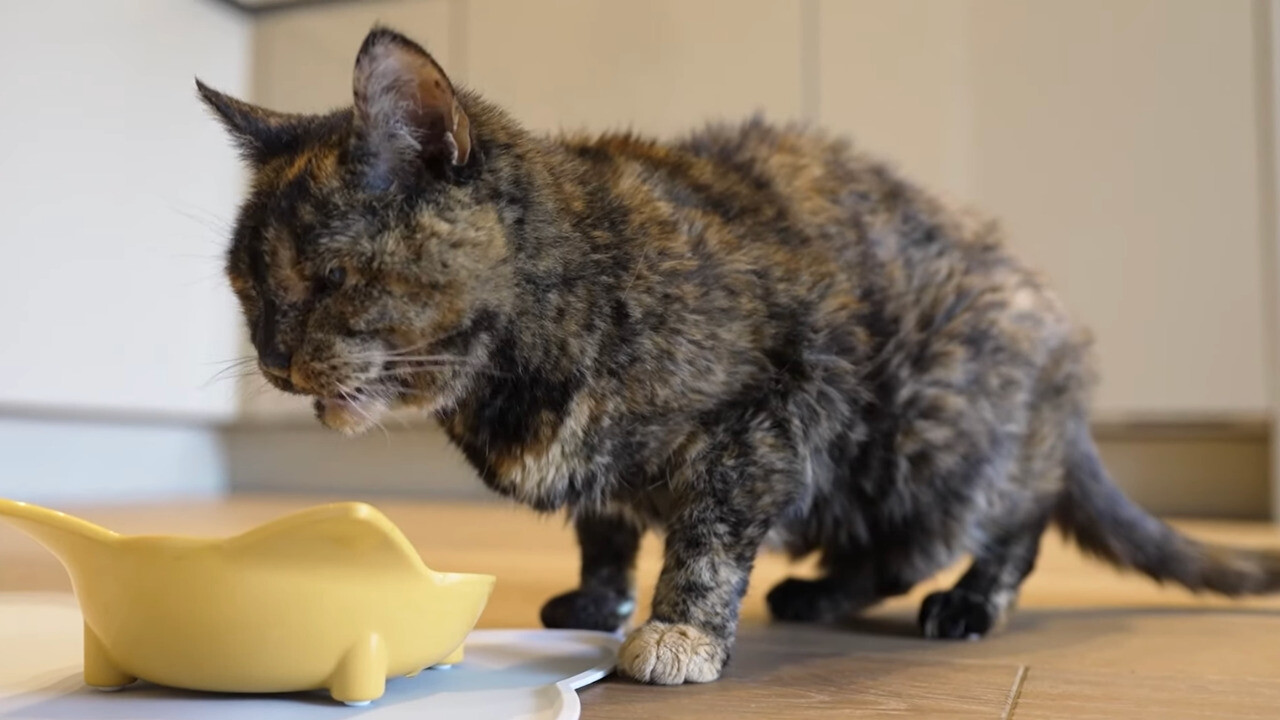 世界最高齢に認定された26歳の猫フロッシーちゃんと、4人目の飼い主