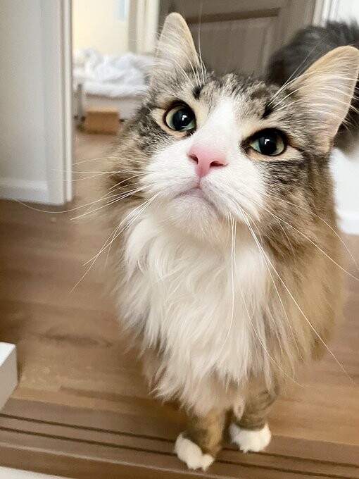 お迎えから半年でこんなにもビッグに！「クソデカ北欧猫」として愛さ