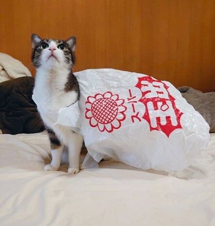 21歳のご長寿猫・菊千代ちゃん──飼い主が語る「セカンドオピニオンの