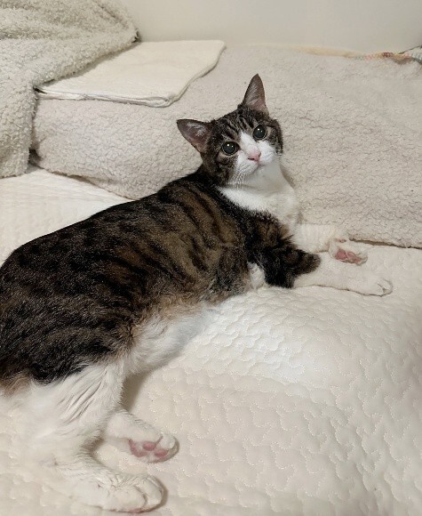 猫千代 0209 カード検索 ｜ Z/X - Zillions of enemy X - ゼクス公式サイト