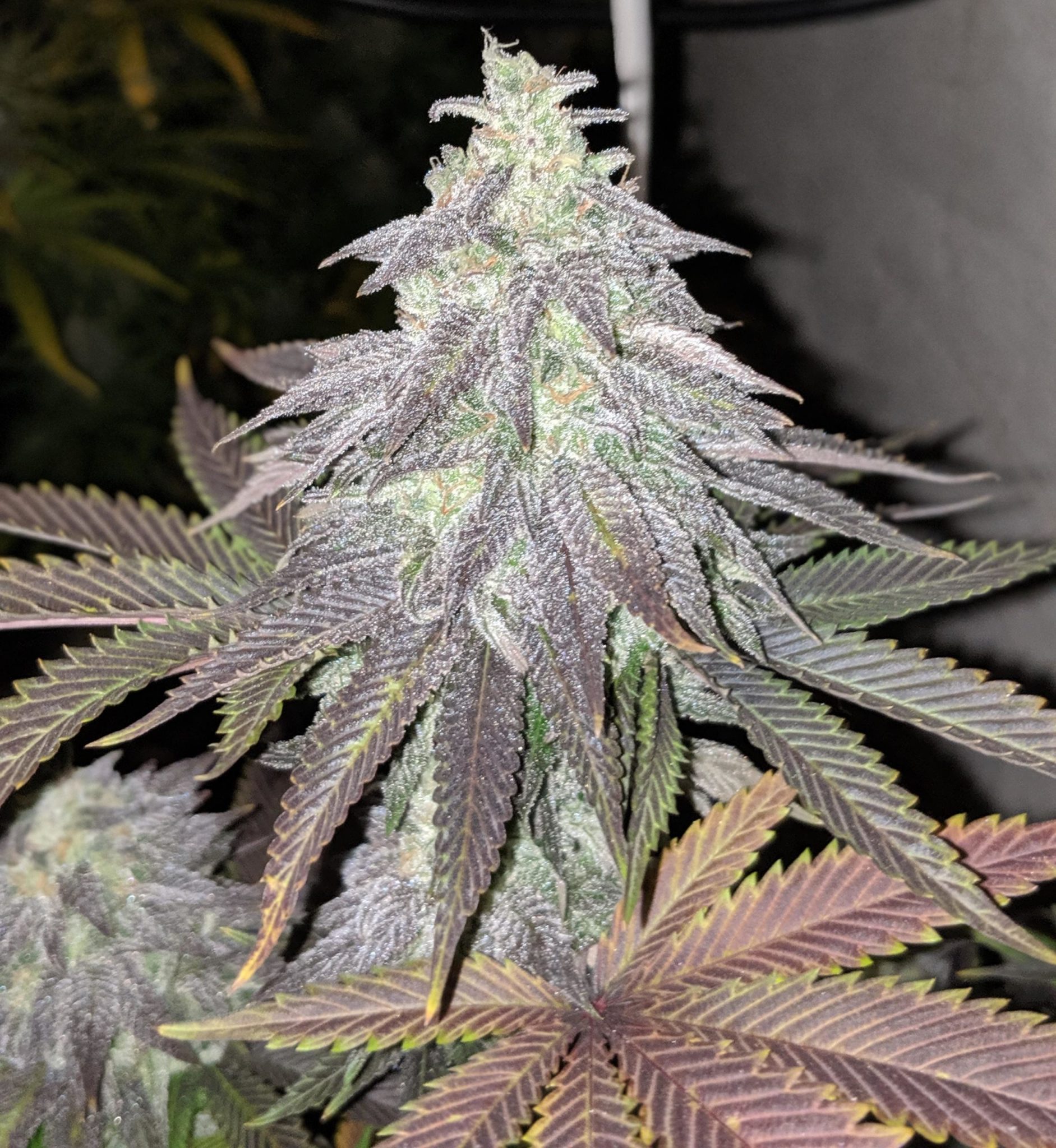 L.A. Zkittlez F2 Strain | 