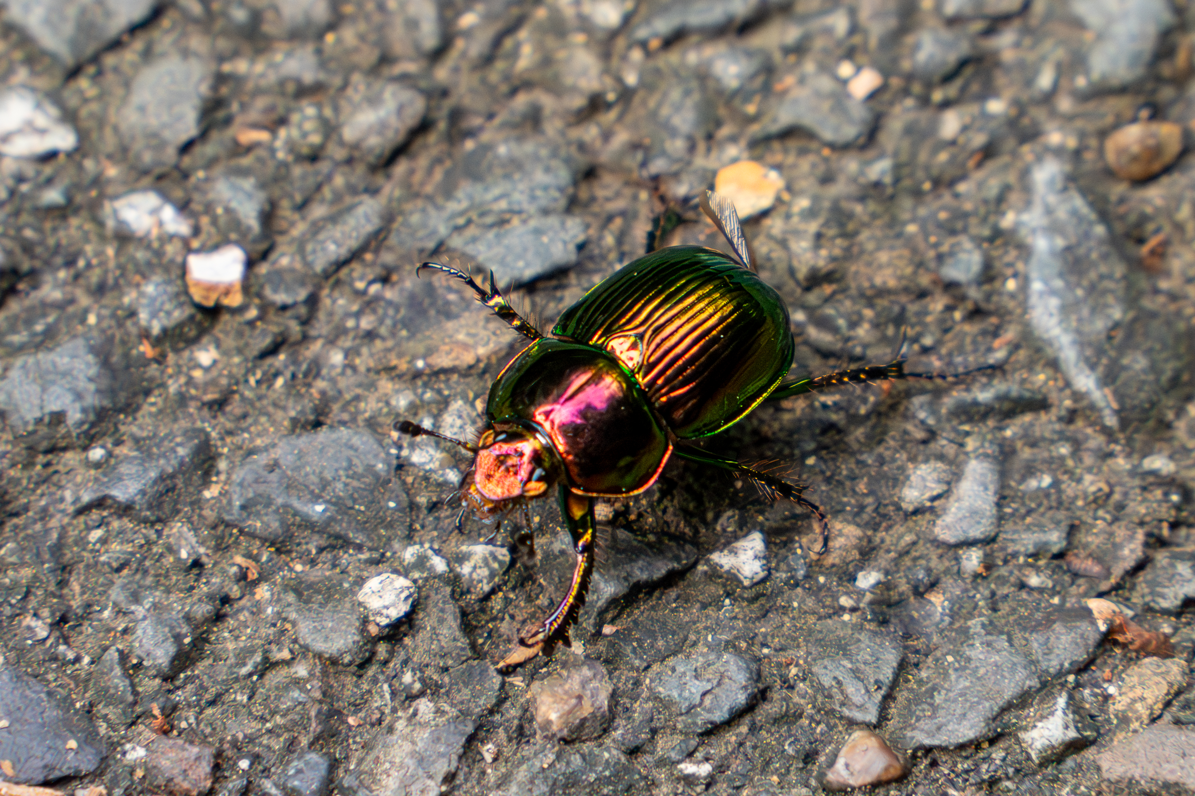 標本 オオセンチコガネ10頭、ルリセンチコガネ36頭、ミドリセンチ