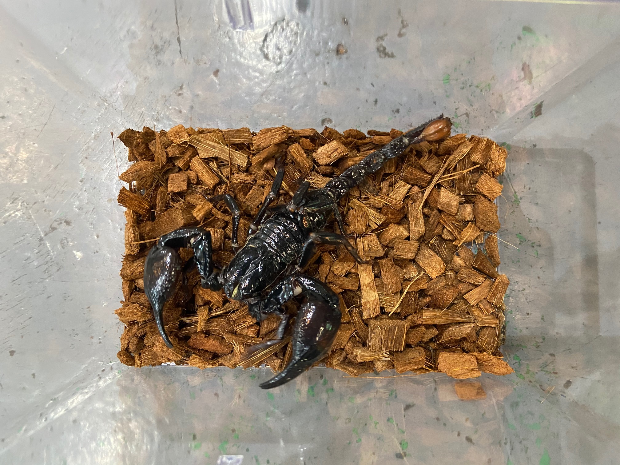 サソリスコーピオン標本 樹脂製 マレーシア産 <0622z昆虫樹脂標本