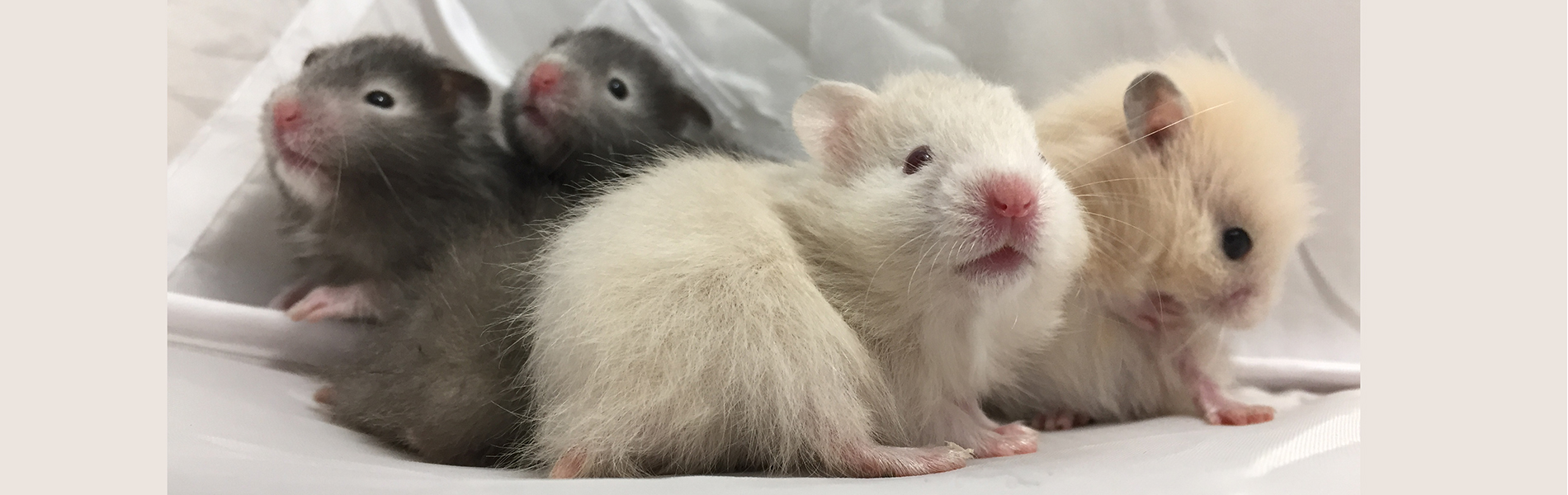 モモンガハウス(カフェ・猫) ボア白 大きいサイズ(家族用) 2200円