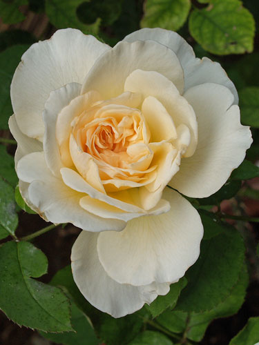 メアリーマグダレン パピヨンローズコサージュ パウダーピーチ