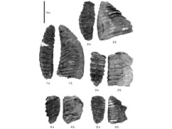北海道でナウマンゾウとマンモスの共存していた? - 北海道開拓記念館が