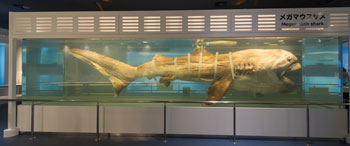 幻のサメ「メガマウス」の化石を沖縄で発見 - アジアで初の公式記録