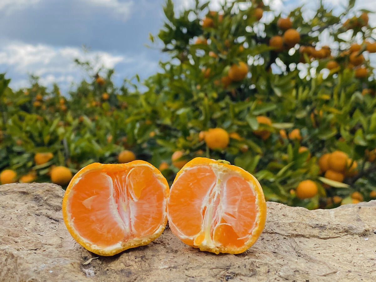 和歌山県有田川町のふるさと納税返礼品「『南泰園』こだわりのみかん