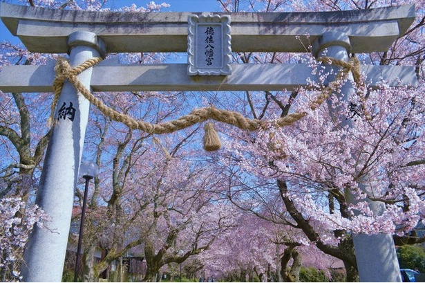 今週末(3月22日・23日)の天気はお花見向き？より楽しいお花見のための