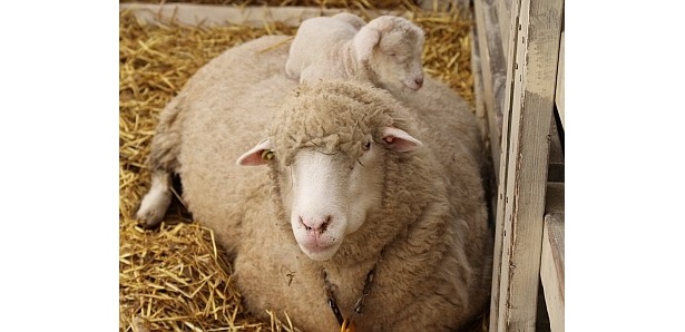 画像6 / 11＞ヒツジの出産ラッシュ！北海道で子ヒツジ270頭が続々誕生