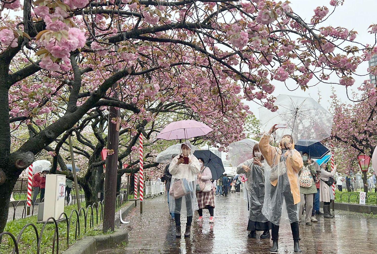 大阪「桜の通り抜け」始まる 降りしきる雨の中、傘の花も（Yahoo