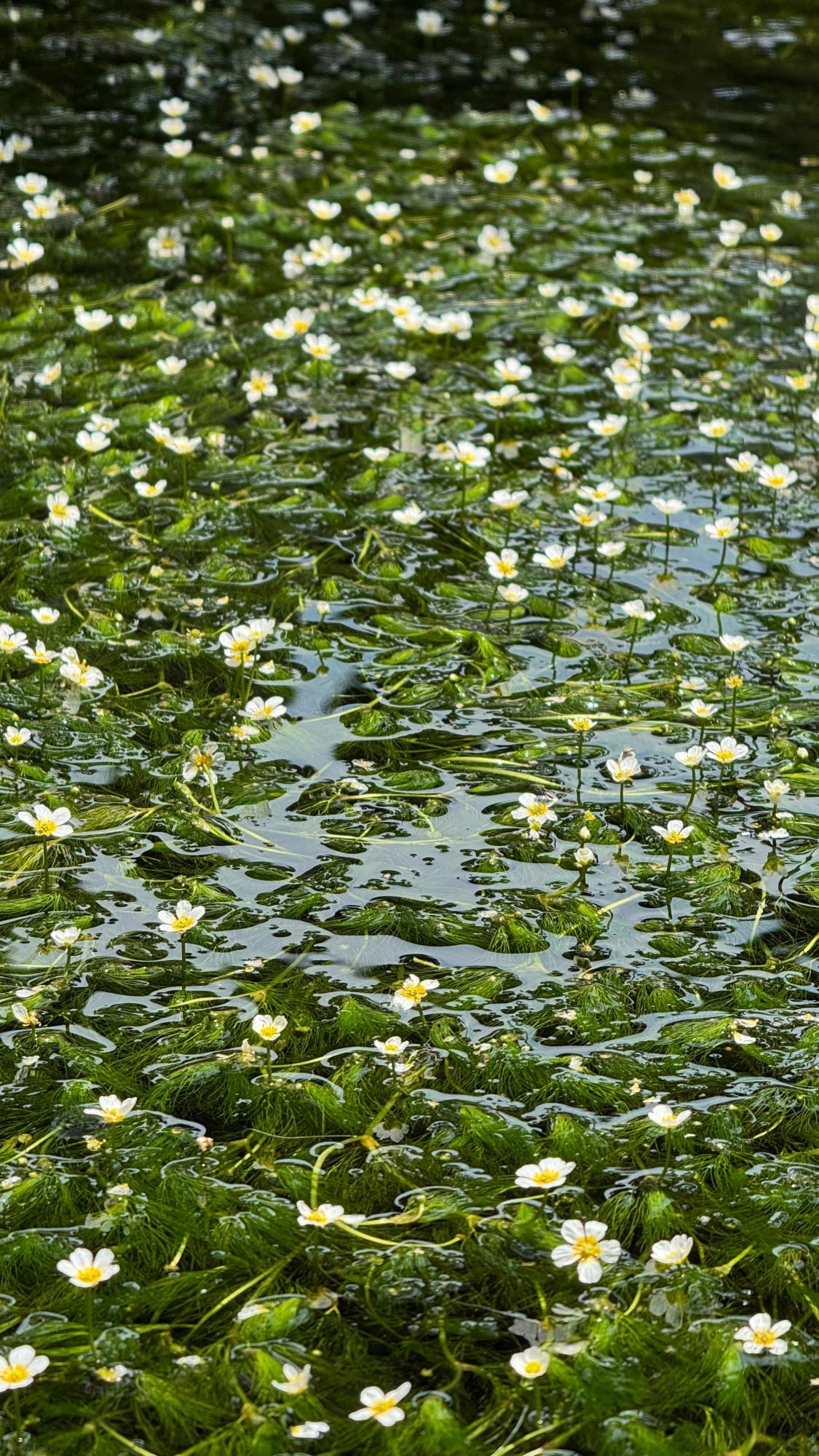 滋賀県米原市】水中に咲く花！？ 醒井の梅花藻が幻想的すぎた