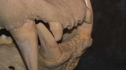 沖縄産 哺乳類の歯化石 沖縄産 哺乳類の歯化石