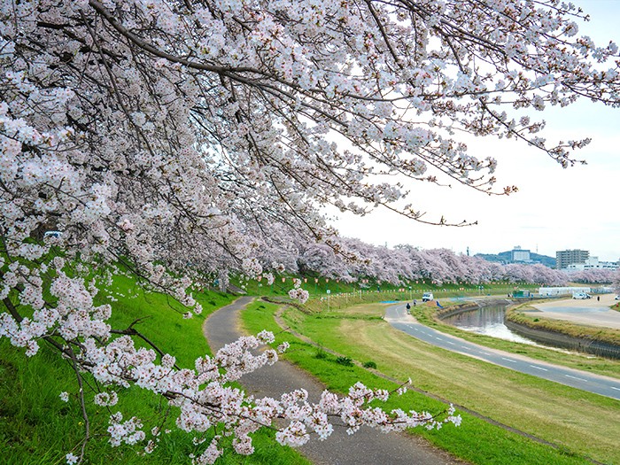 圧巻！水辺をピンク色に彩る桜並木（3選）。 | Next Trip -WEST JAPAN