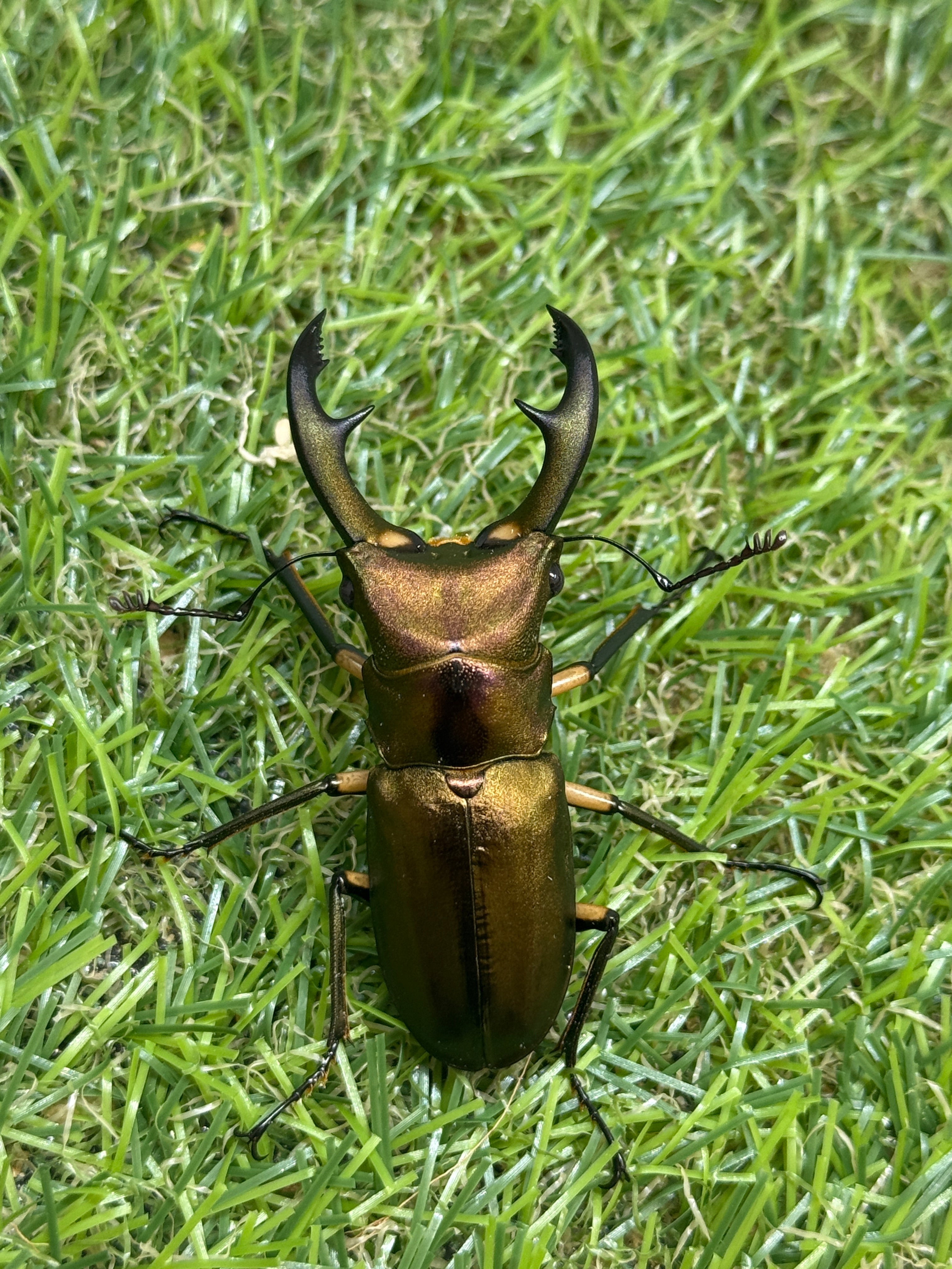 昆虫標本 大型エラフスホソアカ100mm 野外品 昆虫標本 大型エラフス