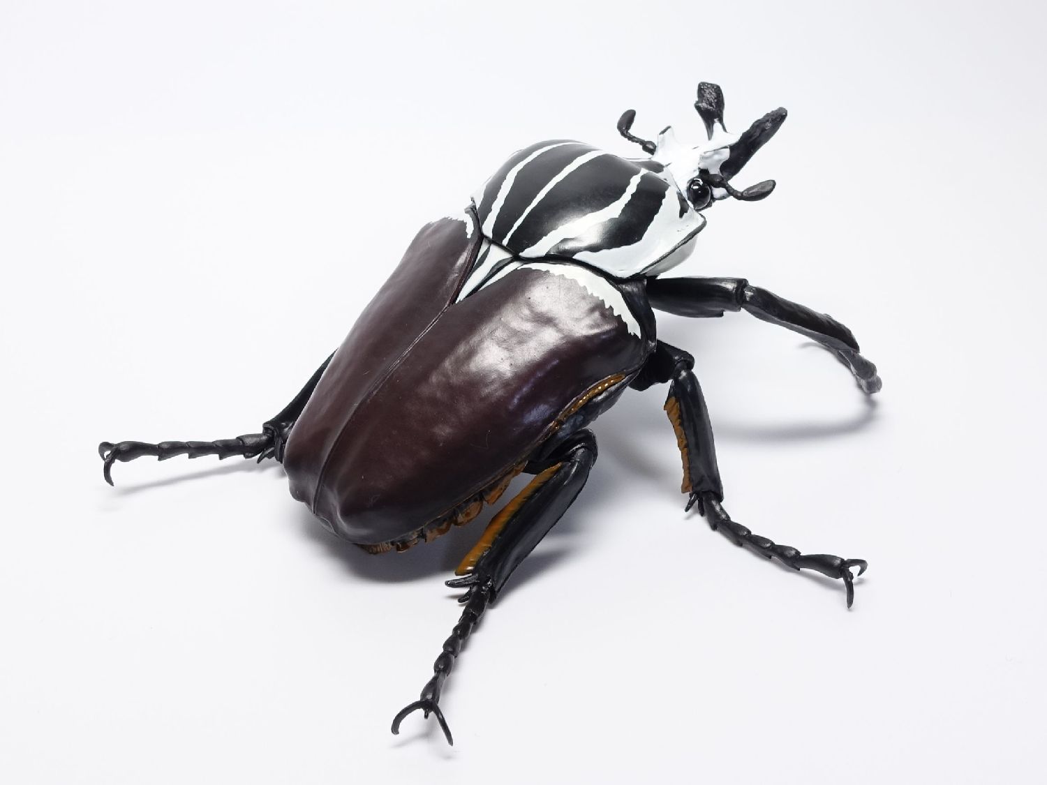 ゴライアスオオツノハナムグリ 昆虫標本 剥製 ゴライアスオオツノ