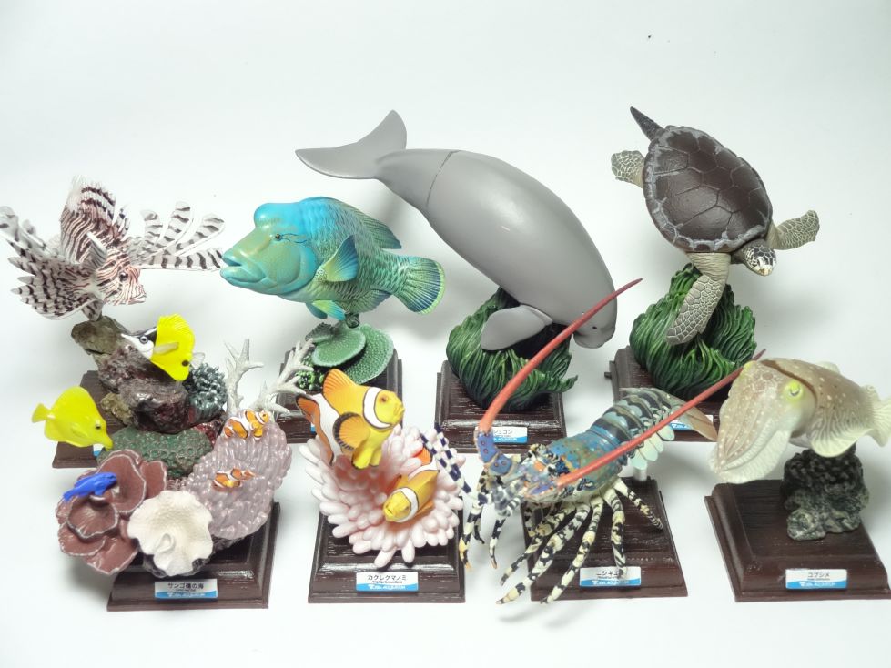 ネイチャーテクニカラー コブシメ 鳥羽水族館 Amazon | ネイチャー