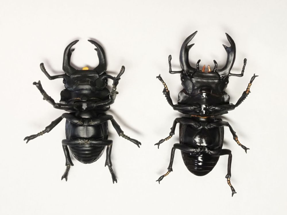 カプセルQミュージアム 日本クワガタムシ大全