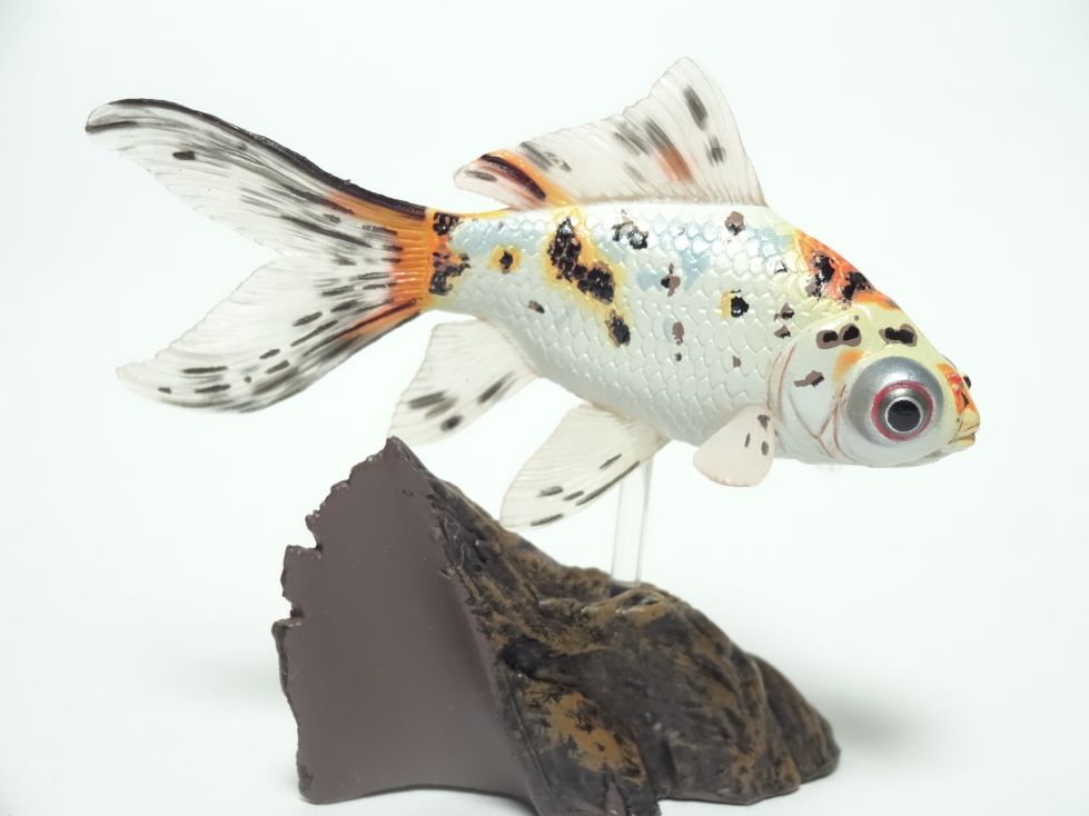 ヤナギデメキン 原色鑑賞魚図鑑 シークレット ヤナギデメキン 原色鑑賞