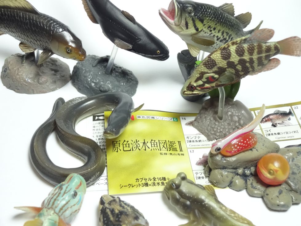原色淡水魚図鑑2
