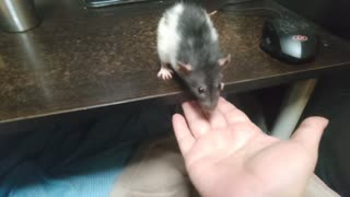 人気の「らっと」動画 228本 - ニコニコ動画