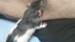 人気の「ラット」動画 228本 - ニコニコ動画