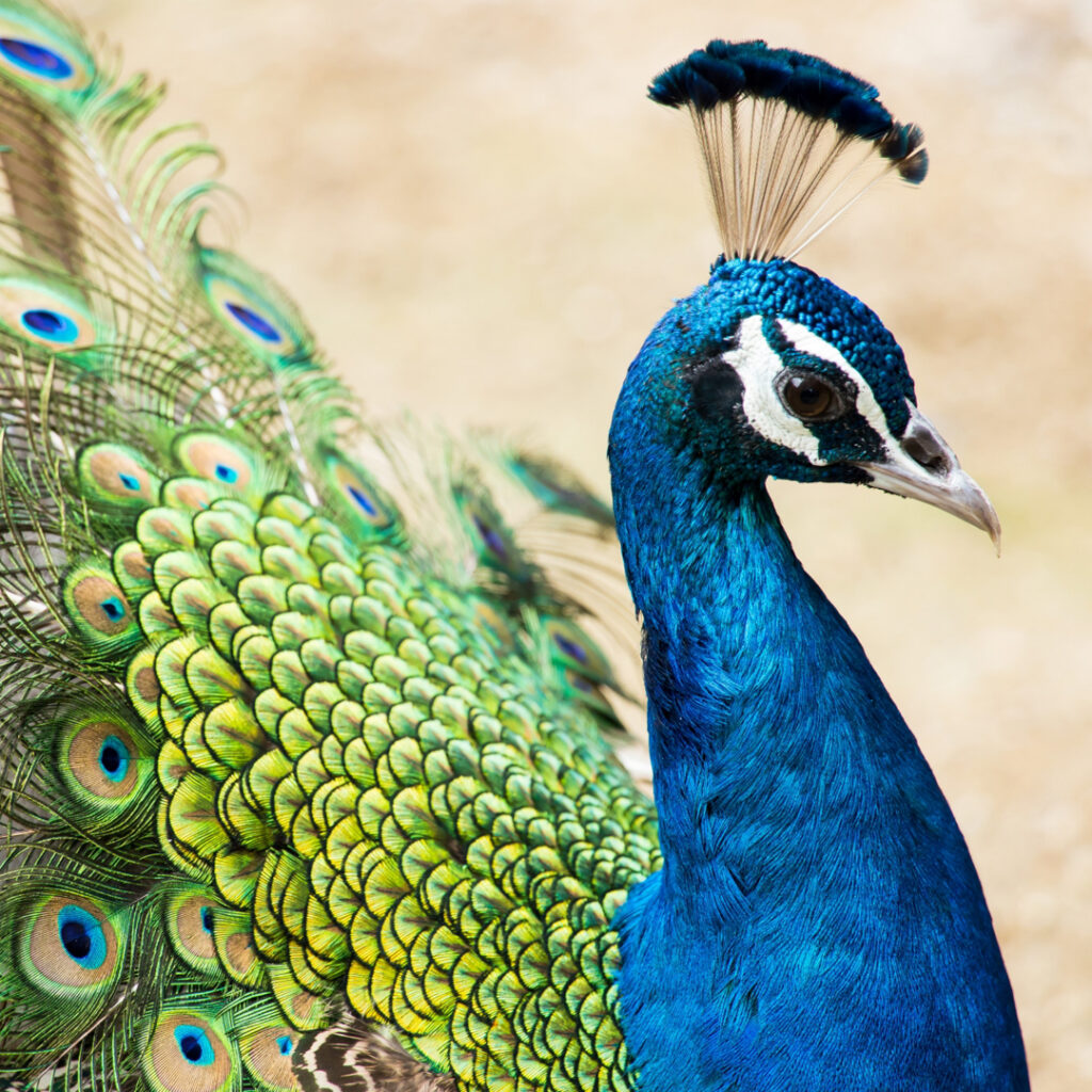 孔雀の羽根 ピーコックソード | 花のギフト | 日本総合園芸