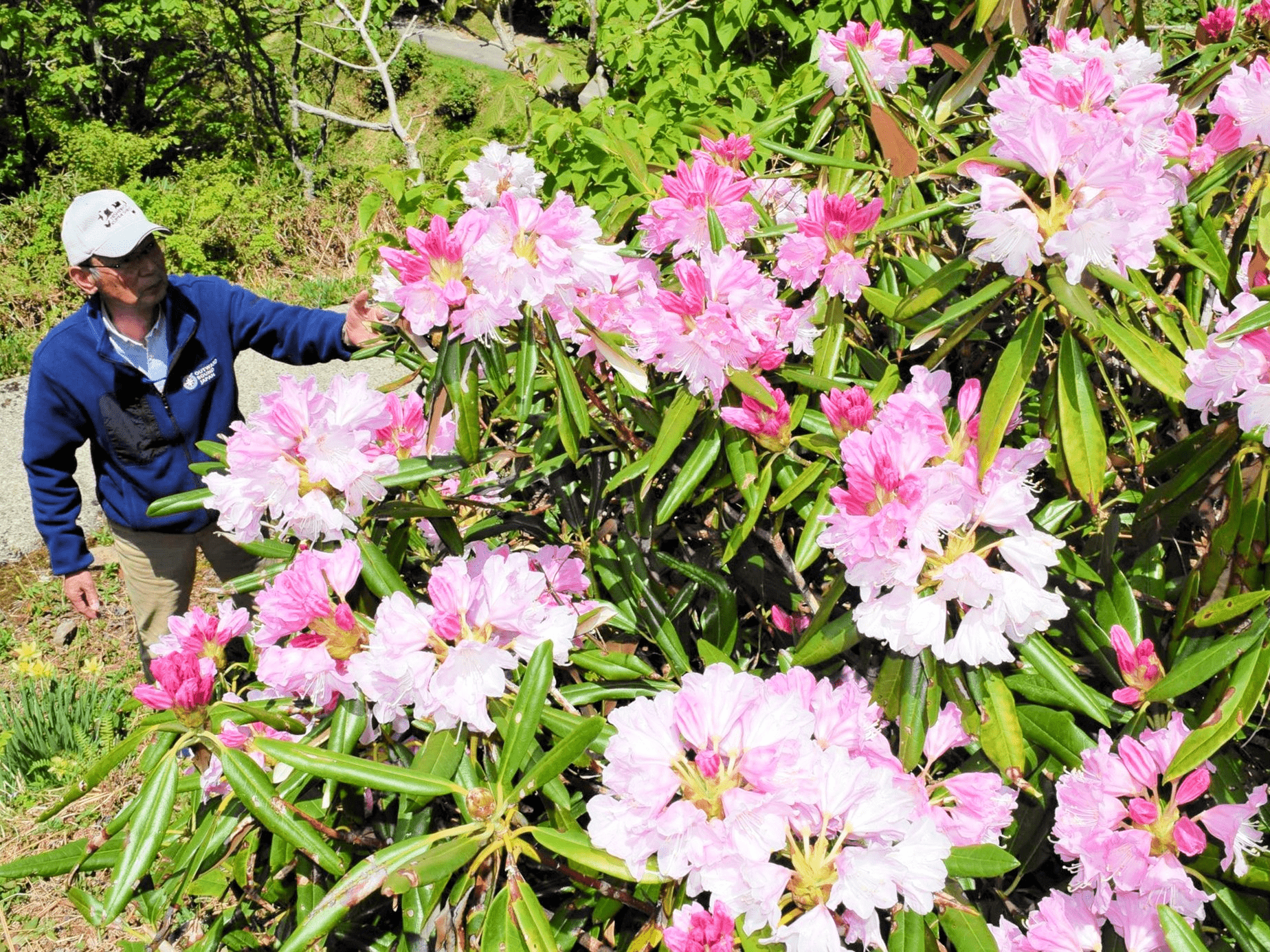 新緑に映える 「花木の女王」 小代・全国石楠花公園 | 日本海新聞