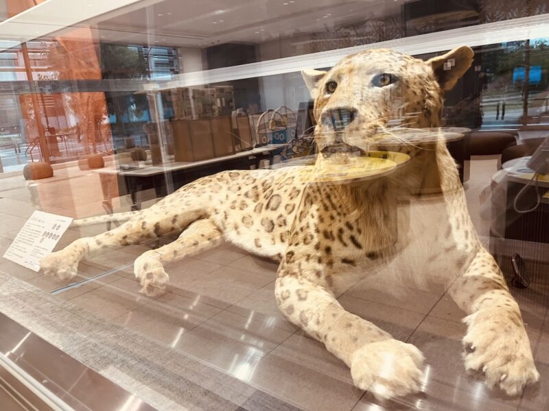 蘇ったレオポン・ジョニーの剥製が、市の第二庁舎に仮置き展示
