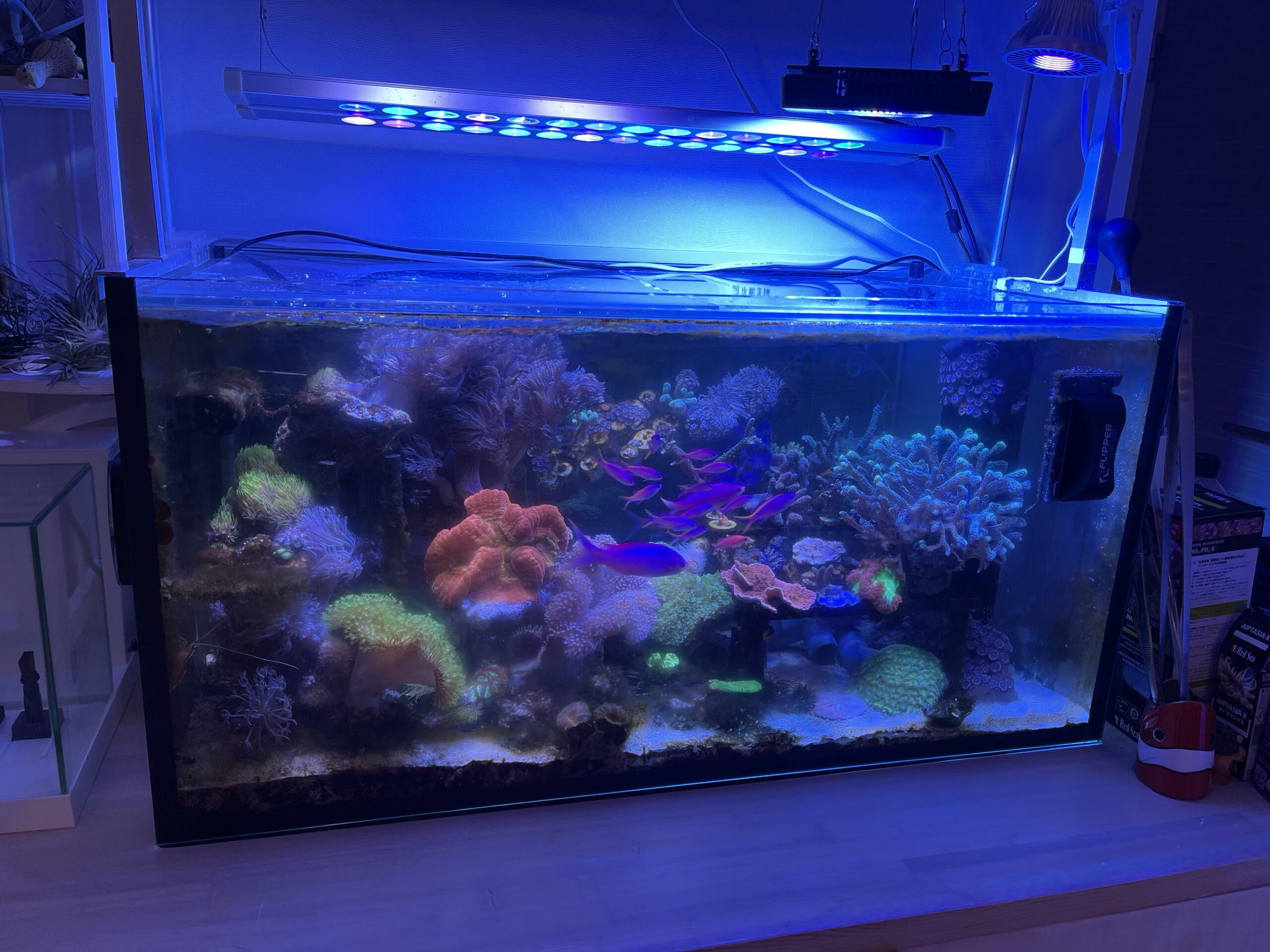 1台限定 特別クリア仕様 90㎝リフジウム水槽 1台限定 特別クリア仕様