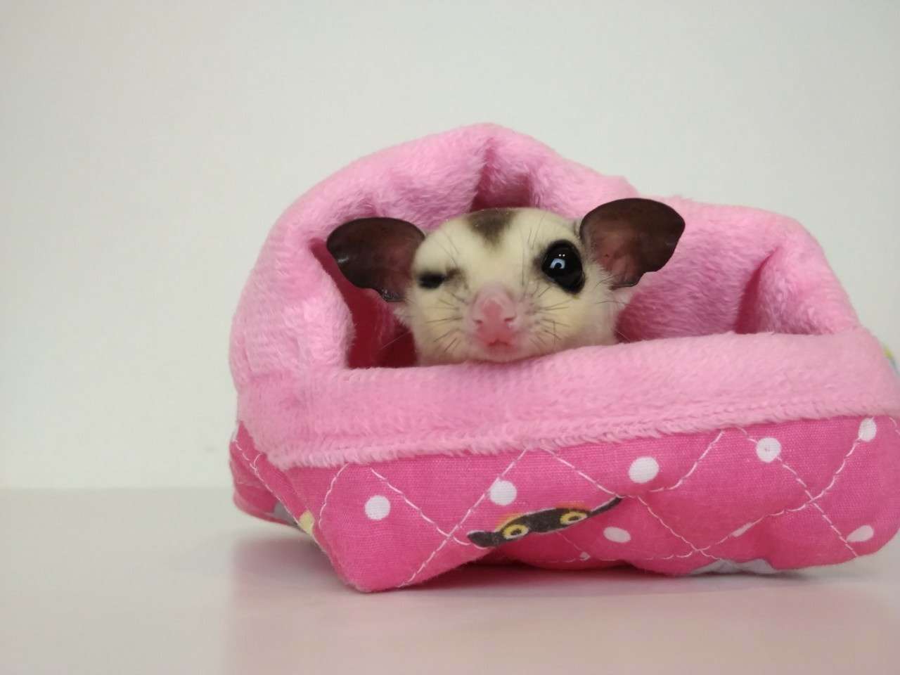 フクロモモンガのポーチについて解説いたします！！ | 豊富な知識や