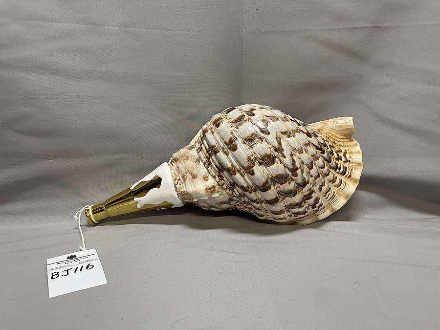 SAKI358 法螺貝 ホラ貝 蓋付き SAKI358 法螺貝 ホラ貝 蓋付き 楽天市場