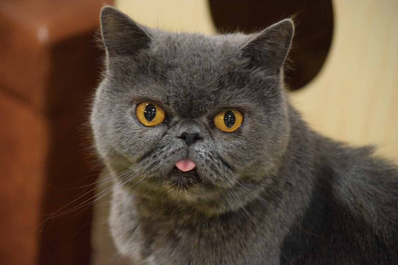 猫板絵 伊藤隆志作 猫板絵 伊藤隆志作