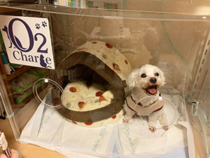 O2チャージ オーツーペット 酸素室 ペット用酸素室O2chargeの紹介と