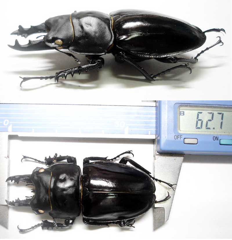 奄美大島産アマミマルバネクワガタ 野外品標本 奄美大島産アマミ