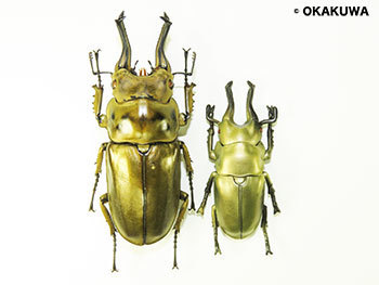 A.ローゼンベルク オオゴンオニ野外品3体セット 【公式通販】