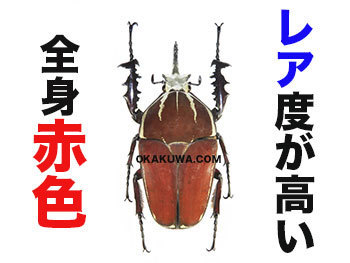レア甲虫入手記事と東京で昆虫イベント。: 三足のわらじ