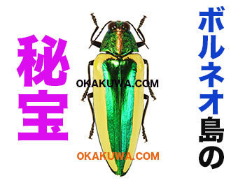 フレーム入り ボルネオ島クワガタムシ 標本 フレーム入り ボルネオ島