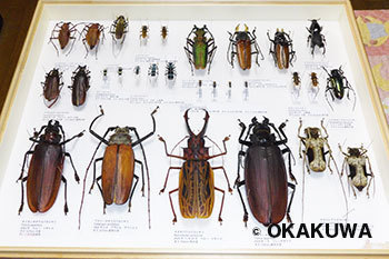 ペルー産クレナータオオキバウスバカミキリ 昆虫標本 カシックス