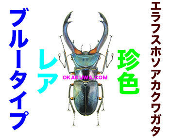 特大エラフスホソアカクワガタ（美麗個体）標本