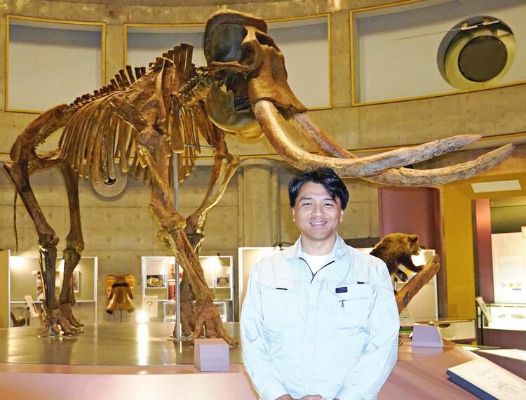 ナウマンゾウ54年ぶり発掘 北海道幕別町 村の「宝」化石に脚光
