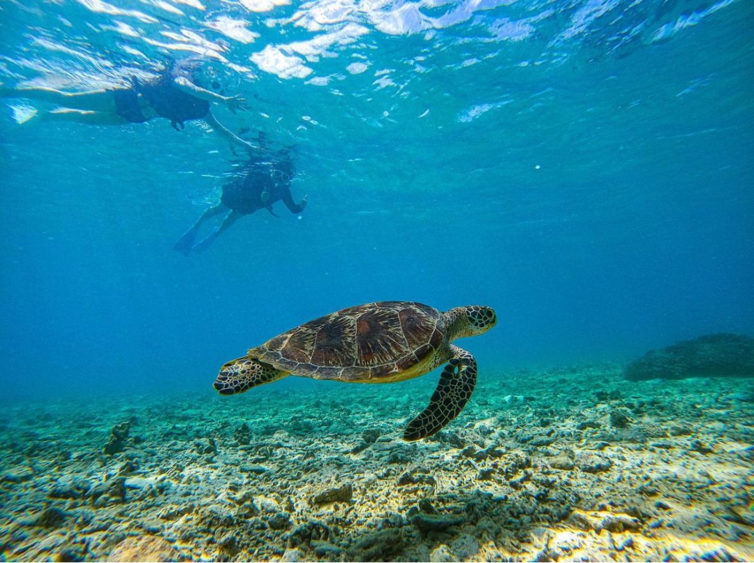 沖縄恩納村/約1.5時間】ウミガメ遭遇率90%継続中☆憧れのウミガメと