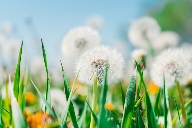 たんぽぽ（Dandelion）❀エディブルフラワー - ohana