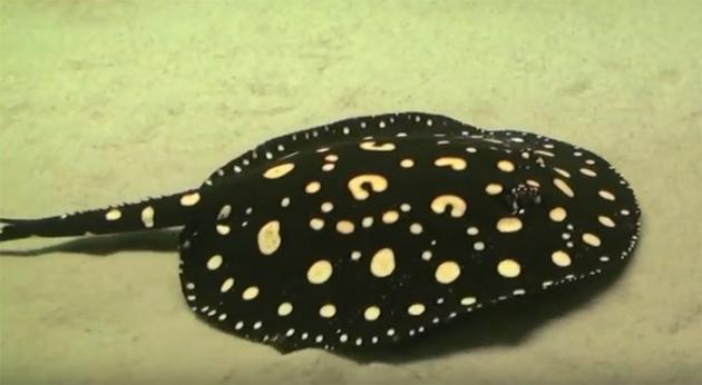 淡水エイ 剥製本物 熱帯魚 ダイヤモンドポルカ 淡水エイ 剥製本物