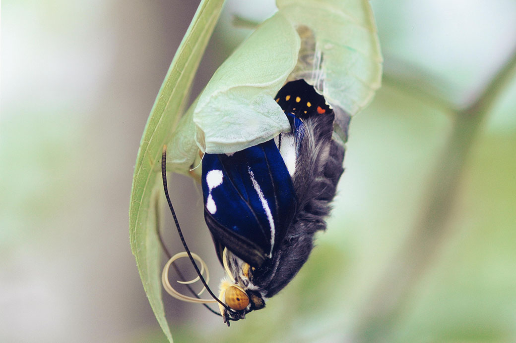 モルフォオオムラサキ；1頭♂（飼育） モルフォオオムラサキ（1オス