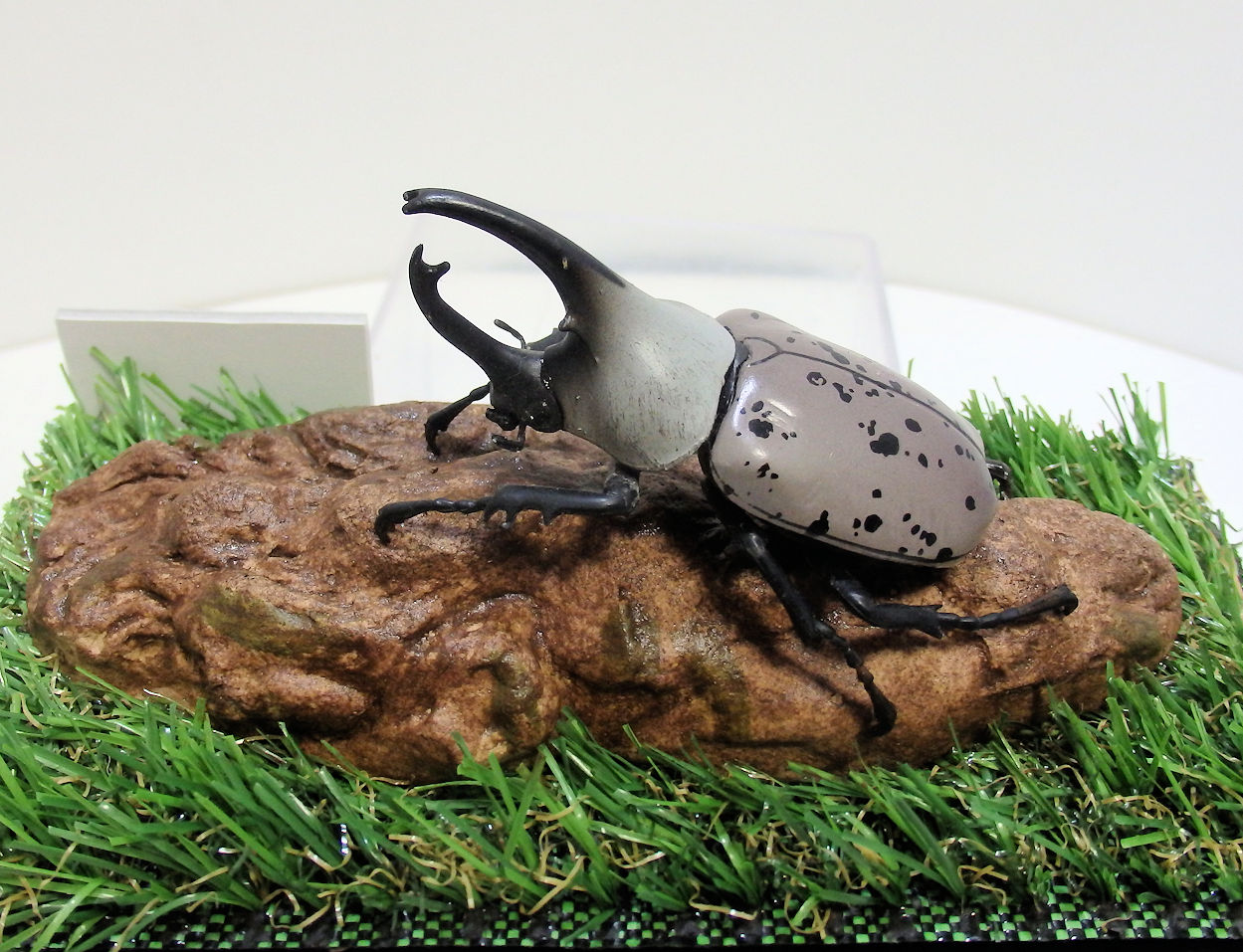 グラントシロカブト♂67mmレプリカ標本 | オオクワ京都昆虫館