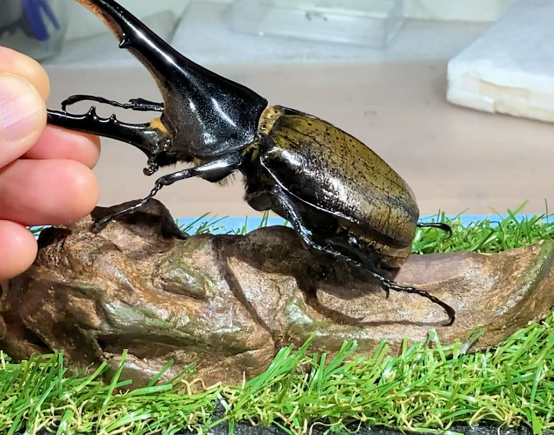 昆虫標本 超大型血統ヘラクレスオオカブト雄163mm 美形 ヘラクレス