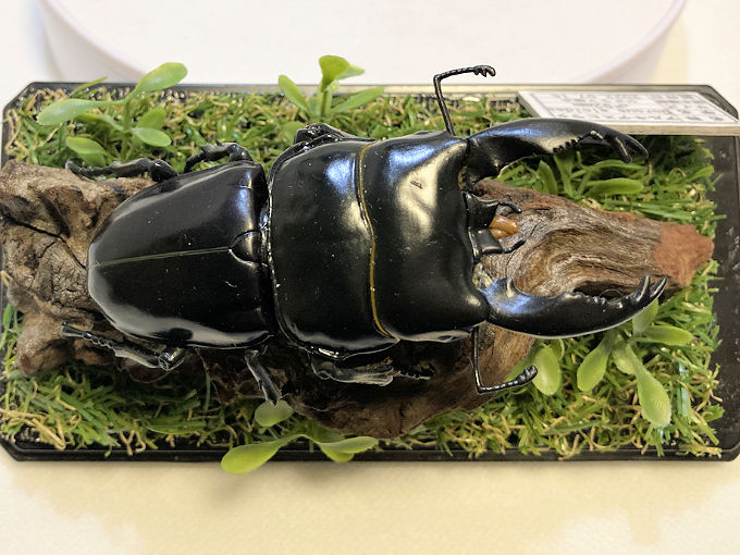 アルキデスヒラタ♂92mmレプリカジオラマ標本 | オオクワ京都昆虫館