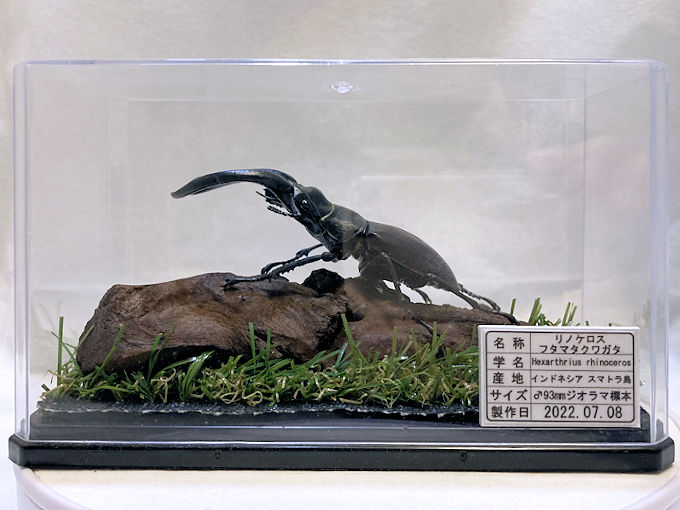 リノケロスフタマタ♂93mmレプリカジオラマ標本 | オオクワ京都昆虫館
