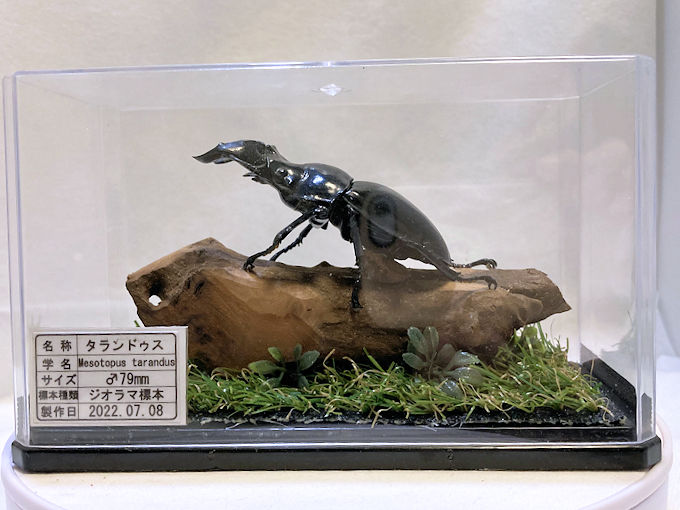 タランドゥスオオツヤクワガタ♂79mmレプリカジオラマ標本